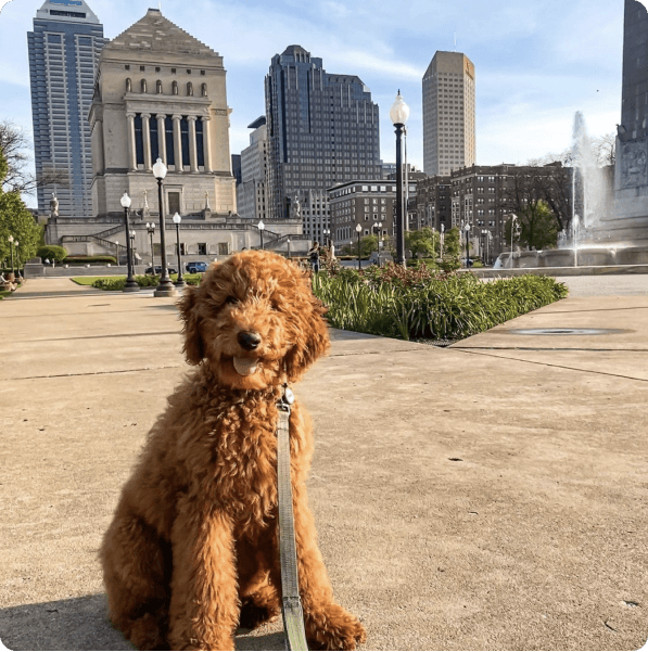 desktop landing cover