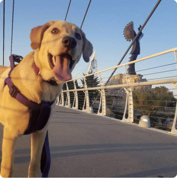 desktop landing cover