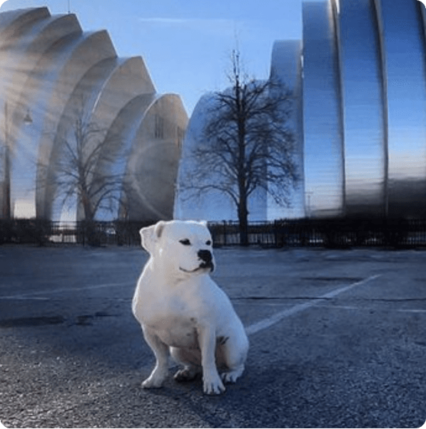 desktop landing cover