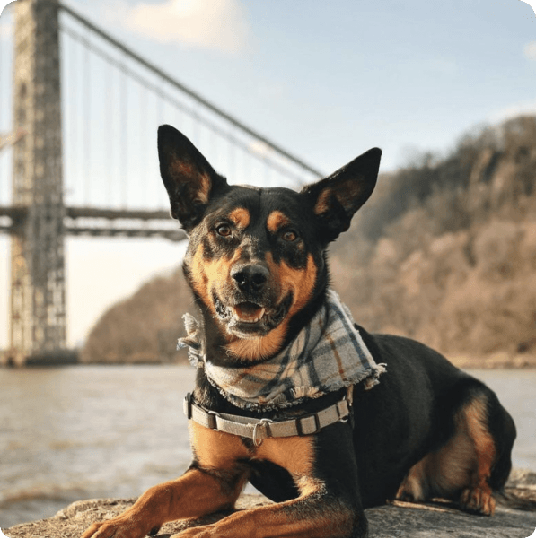 desktop landing cover