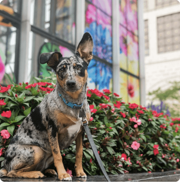 desktop landing cover