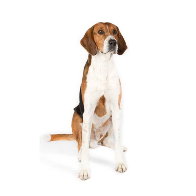 American Foxhound sitting and posing