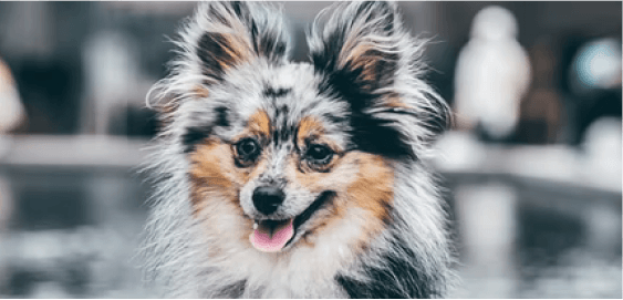 mobile landing cover image