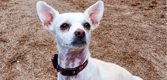 mobile landing cover image