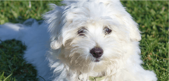 mobile landing cover image