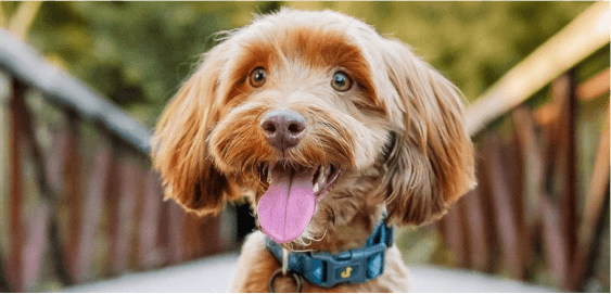 mobile landing cover image