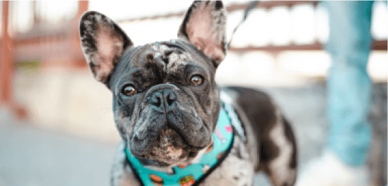 mobile landing cover image