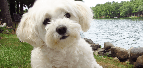 mobile landing cover image