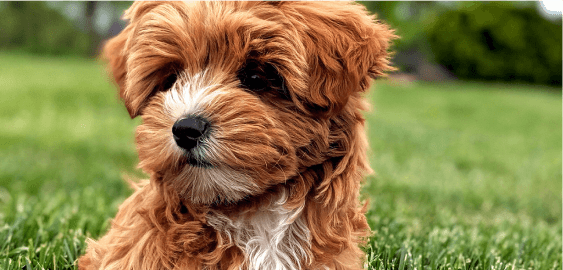 mobile landing cover image