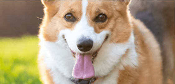 mobile landing cover image