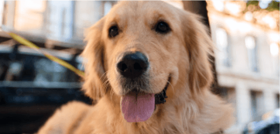 mobile landing cover image