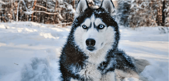 mobile landing cover image