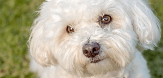 mobile landing cover image