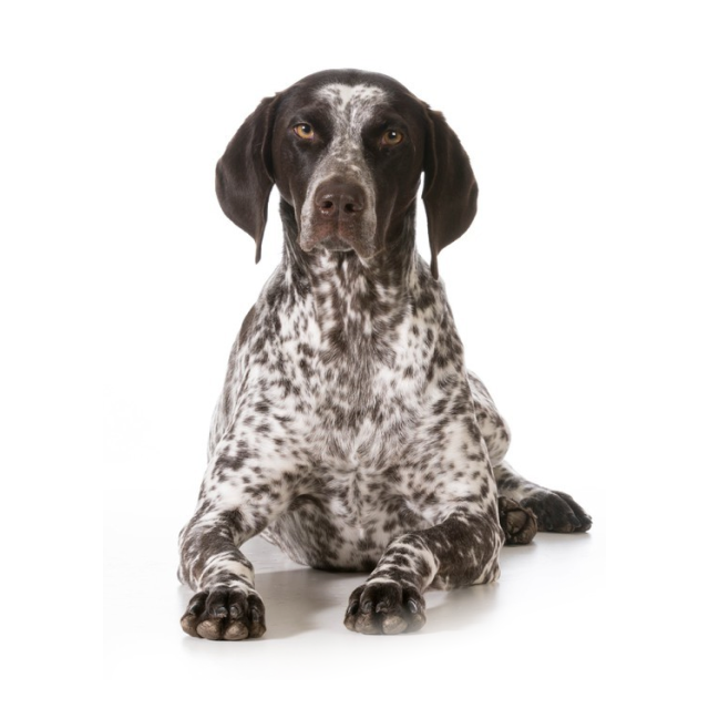 German Shorthaired Pointer sitting and posing