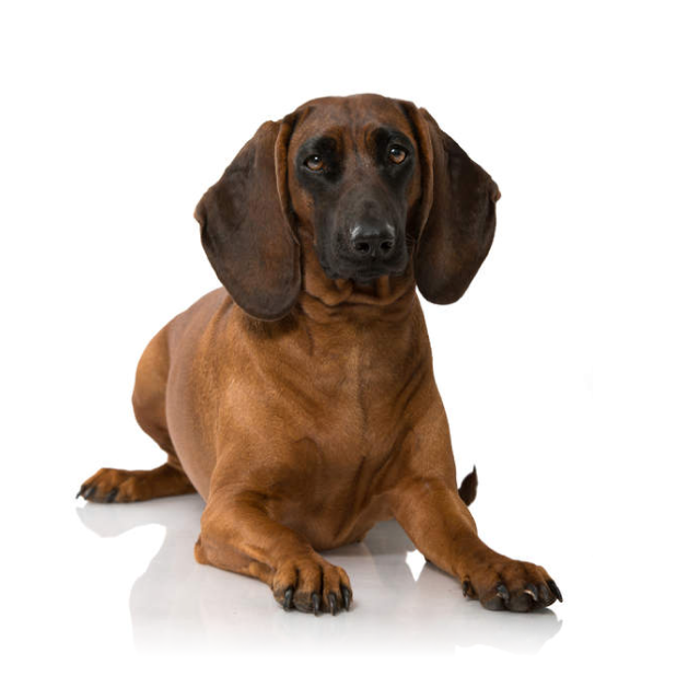 Bavarian Mountain Scent Hound sitting and posing