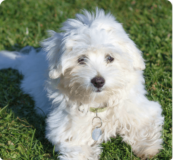 desktop landing cover