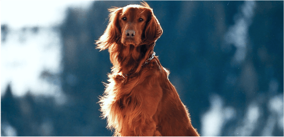 mobile landing cover image