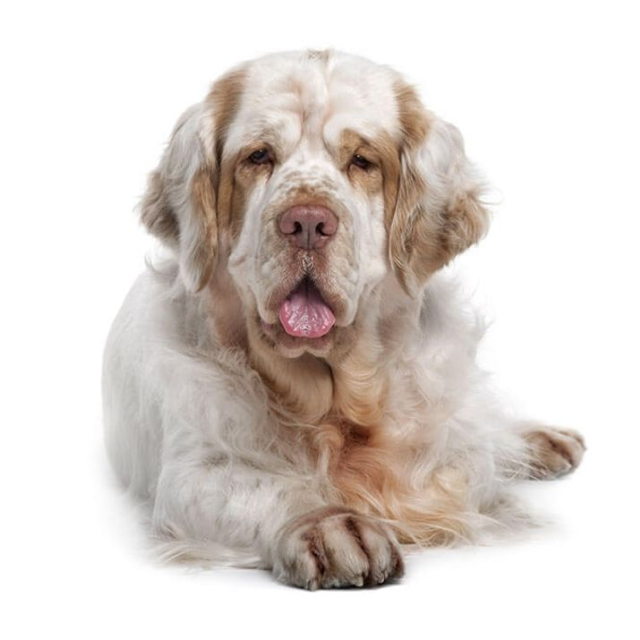 Clumber Spaniel sitting and posing