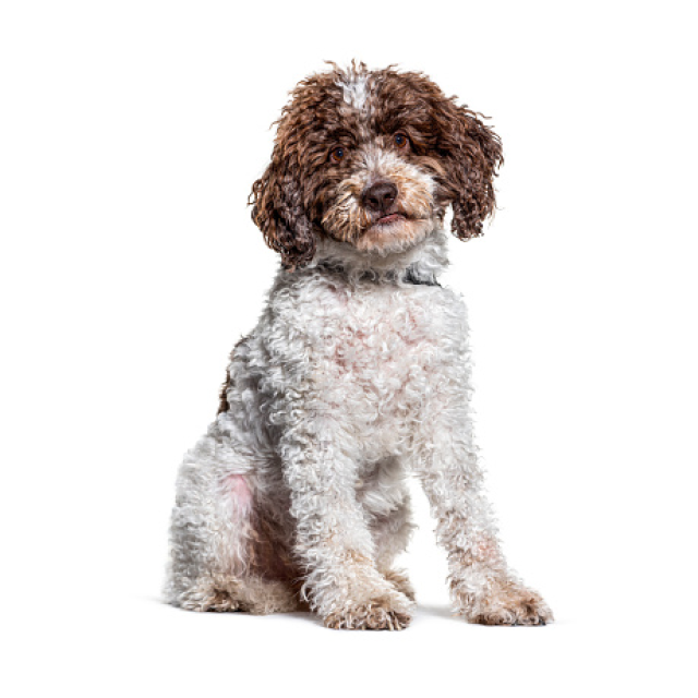 Lagotto Romagnolo sitting and posing