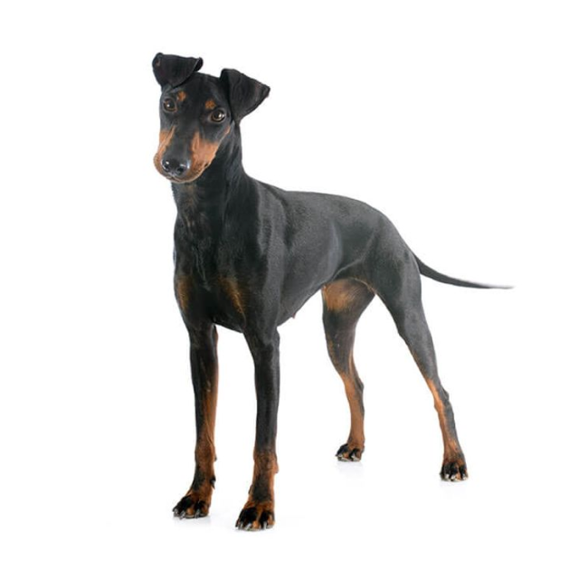 Manchester Terrier sitting and posing