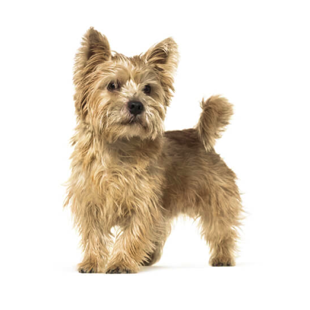 Norwich Terrier sitting and posing