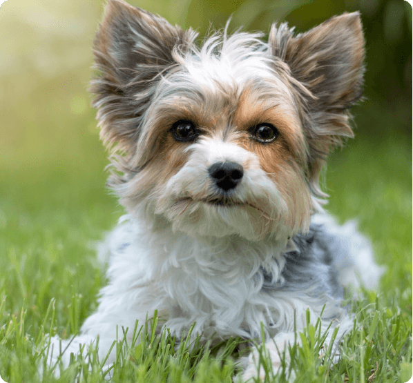 desktop landing cover