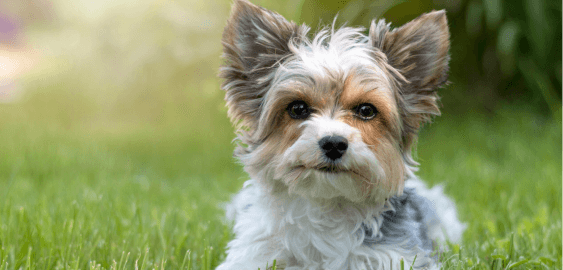 mobile landing cover image