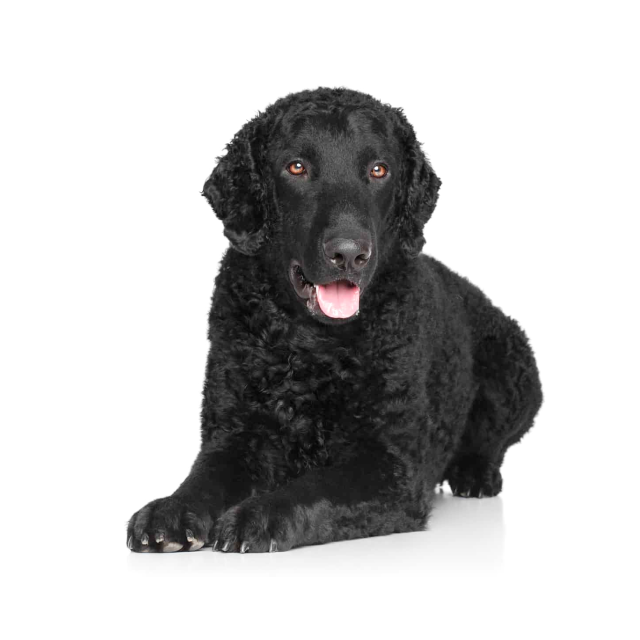 Curly-Coated Retriever sitting and posing