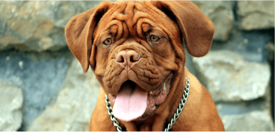 mobile landing cover image