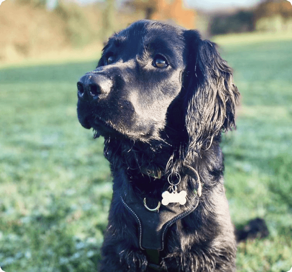 desktop landing cover