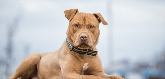 mobile landing cover image