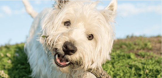 mobile landing cover image