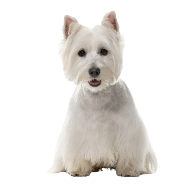 West Highland White Terrier sitting and posing