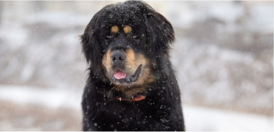 Chinese Tibetan Mastiff dog