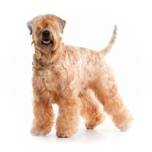 Soft Coated Wheaten Terrier sitting and posing