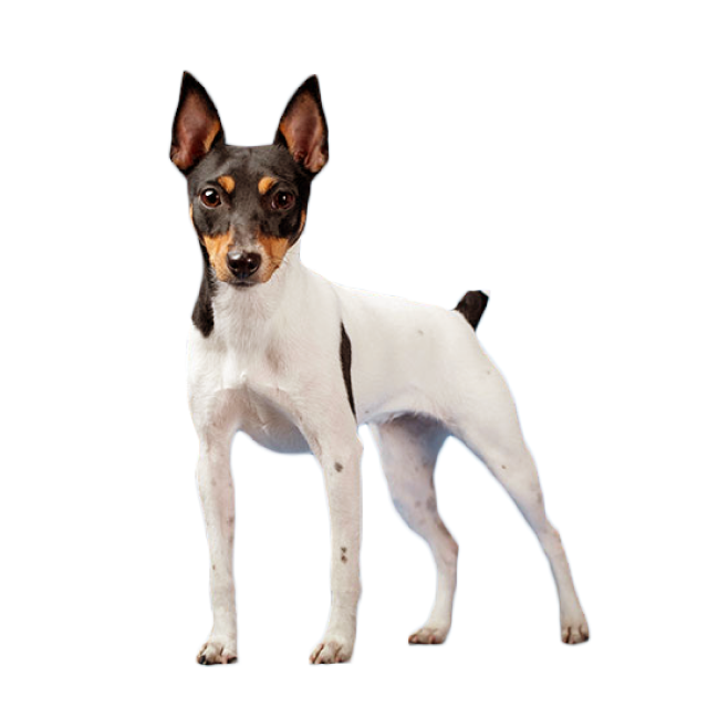 Toy Fox Terrier sitting and posing