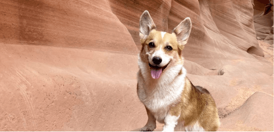 mobile landing cover image