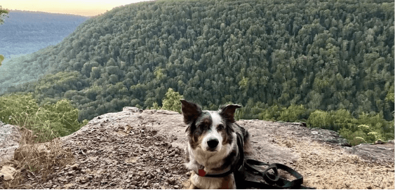 mobile landing cover image