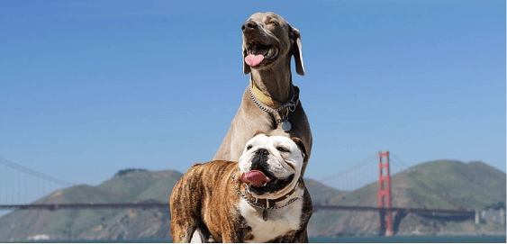 mobile landing cover image