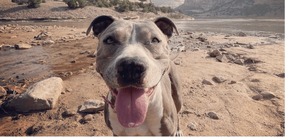 mobile landing cover image