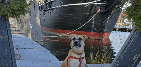 mobile landing cover image