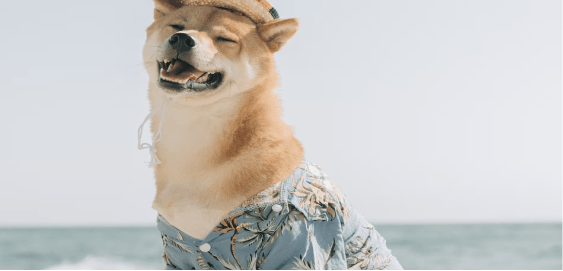 mobile landing cover image