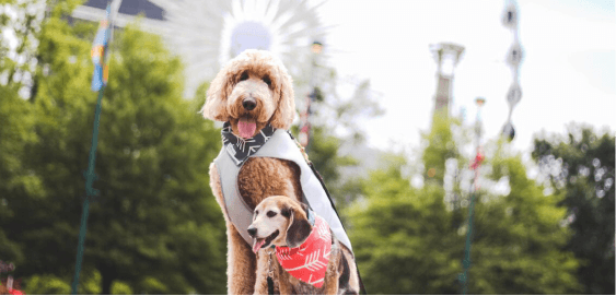 mobile landing cover image