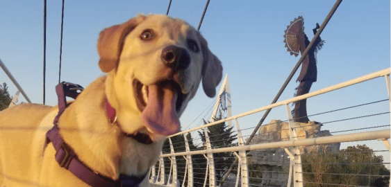 mobile landing cover image