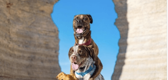 mobile landing cover image