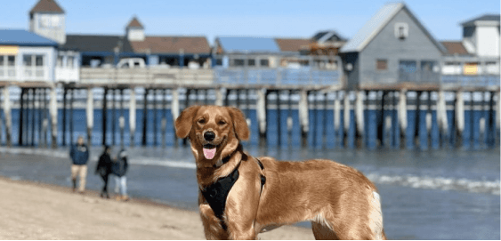 mobile landing cover image