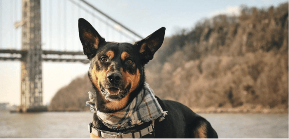 mobile landing cover image