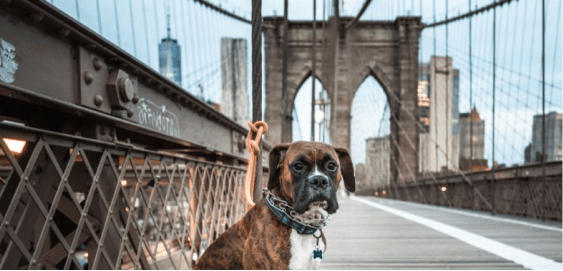 mobile landing cover image