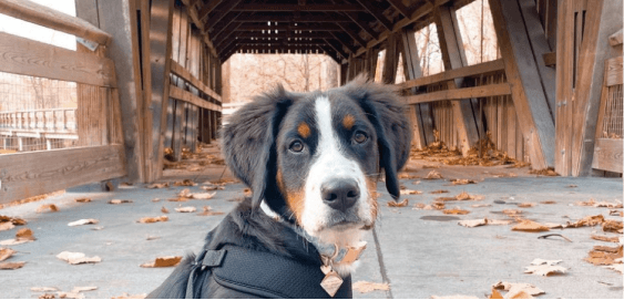 mobile landing cover image