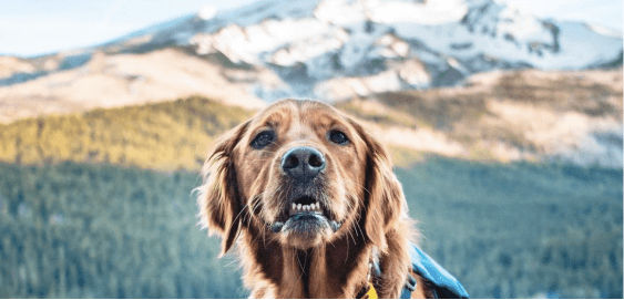 mobile landing cover image